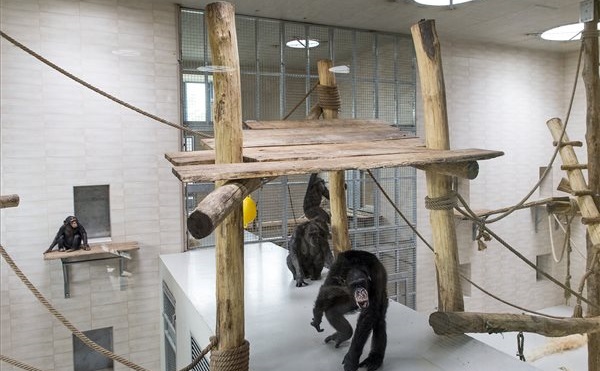 Átadták a Xantus János Állatkert új csimpánzházát és kifutóját