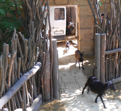 A győri állatkert állatai 