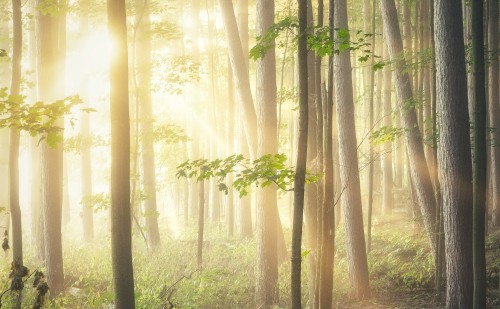Okoserdőt fejleszt a Soproni Egyetem 