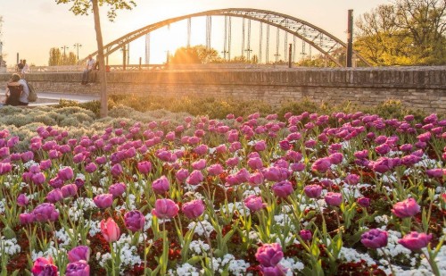 Újabb 100 ezer virág Győr közterein 